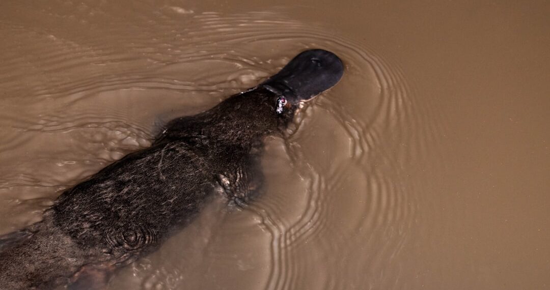A platypus in the creek at Yungaburra. This is a popular spot to look for platypus so they are used to people and are not bothered by being photographed. You have to be lucky to see a platypus, and this one is only about three metres from me!