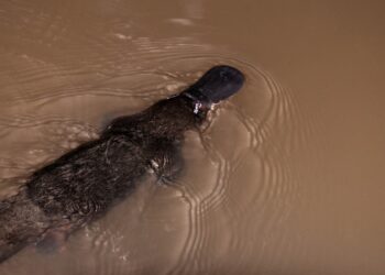 A platypus in the creek at Yungaburra. This is a popular spot to look for platypus so they are used to people and are not bothered by being photographed. You have to be lucky to see a platypus, and this one is only about three metres from me!