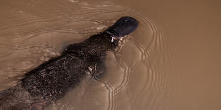 A platypus in the creek at Yungaburra. This is a popular spot to look for platypus so they are used to people and are not bothered by being photographed. You have to be lucky to see a platypus, and this one is only about three metres from me!