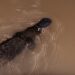 A platypus in the creek at Yungaburra. This is a popular spot to look for platypus so they are used to people and are not bothered by being photographed. You have to be lucky to see a platypus, and this one is only about three metres from me!