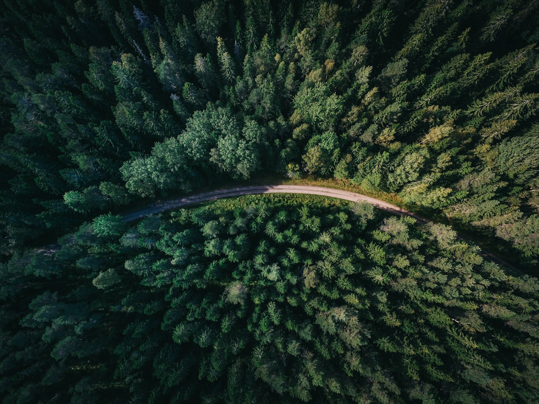Asfalt door de bossen rond Spa-Francorchamps