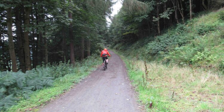 Mountainbiker op bospad